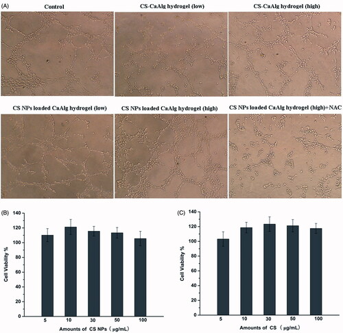 Figure 5. Tube formation in HUVECs treated with extracts of CS NPs loaded CaAlg hydrogel and CS-CaAlg hydrogel containing low concentration of CS at 20 μg/mL and high concentration at 100 μg/mL as well as the combination of NAC and CS NPs loaded CaAlg hydrogel in HUVECs (A). HUVEs viability cultured with CS NPs loaded CaAlg hydrogel (B) and CS-CaAlg hydrogel (C) containing different concentrations of CS after 24 h. Data are presented as means ± SD (n = 3).