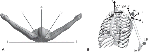 Figure 1 A. Both arms were moved symmetrically from the dependent position with neutral rotation to the maximum elevated position in 4 different planes, referring to tapes attached to the floor at regular intervals of 30°. B. Local thoracic and humeral coordinate systems were defined using bony landmarks. The local thoracic system (X, Y, Z) is defined as: Y = ((JN + C7) / 2 – (XP + T8) / 2) / |((JN + C7) / 2 – (XP + T8) / 2)|; X: perpendicular to plane JN, C7, (XP + T8) / 2; and Z: perpendicular to Y and X. The local humeral coordinate system (x, y, z) is defined as: y = (GH – (ME + LE) / 2) / |(GH – (ME + LE) / 2)|; z: perpendicular to y and LE – ME; and x: perpendicular to y and z. Abbreviations are as defined in the text.