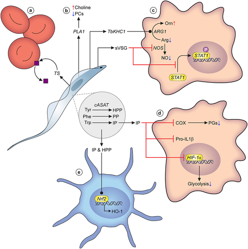 Figure 2. Parasite metabolism and virulence. A) Trans-sialidases released by T. vivax cleave sialic acid moieties from glycoproteins on the erythrocyte cell surface, leading to erythrophagocytosis and eventually, anaemia. B) All three species of pathogenic African trypanosomes are known to release phospholipases that degrade phosphocholine-bound lipids. They are considered significant virulence factors, and their action results in a build up of choline in the host bloodstream. C) T. brucei secretes multiple factors that modulate macrophage ability to generate nitric oxide (NO), including TbKHC1, and soluble VSG (sVSG). The latter stimulates arginase-1 activity, leading to increased usage of the available arginine pool to generate ornithine, reducing substrate availability for NO production through nitric oxide synthase (NOS). Simultaneously, sVSG has an inhibitory effect on NOS. sVSG also interferes with the phosphorylation of STAT1, an important transcription factor that drives pro-inflammatory responses. D) Parasite amino acid metabolism and its effect on host responses has been studied to some degree in T. brucei. In particular the fate of hydroxyphenylpyruvate (HPP), phenylpyruvate (PP) and indolepyruvate (IP), products of cASAT-catalysed conversions of L-tyrosine, L-phenylalanine and L-tryptophan, respectively. IP is a potent modulator of pro-inflammatory responses in macrophages. Firstly, IP interferes with HIF-1α, leading to a reduction in glycolytic capacity of macrophages. Secondly, IP inhibits induction of pro-IL-1, a potent pro-inflammatory cytokine. Finally, more recent work has established that IP is a direct inhibitor of cyclooxygenase (COX), leading to reduced prostaglandin (PG; mediators of inflammation) production. E) Trypanosome-derived IP as well as HPP can impact upon dendritic cells, by stimulating Nrf2-mediated hemeoxygenase-1 (HO-1) induction, again leading to a reduced pro-inflammatory response. Many other metabolic factors are known to be excreted by trypanosomes, but their molecular interactions with the host environment remain to be established, and they are therefore not included in this overview figure.