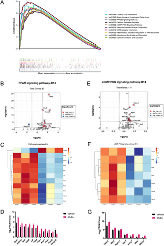 Figure 6 KEGG pathway analysis on day 14. (A) Multiple GSEA analysis of the KEGG pathway which achieved the top 10 highest enrichment scores. (B) The volcano plot shows the expression of PPAR signaling pathway associated genes. (C) Heatmap of PPAR signaling pathway associated genes between 5%SA and vehicle on day 14. (D) The FPKM values of genes associated with the PPAR signaling pathway. (E) The volcano plot shows the expression of cGMP-PKG signaling pathway associated genes. (F) Heatmap of cGMP-PKG signaling pathway associated genes between 5%SA and vehicle on day 14. (G) The FPKM values of genes associated with the cGMP-PKG signaling pathway.