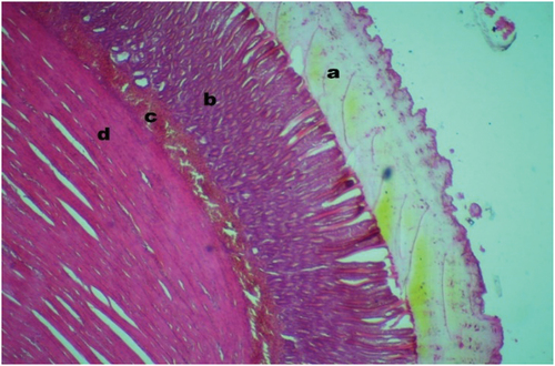 Figure 2. Microscopic view of gizzard layers (example image from study samples): Koilin (a), Mucosa of Lamina Propria (b), Submucosa (c), Tunica Muscularis (d).