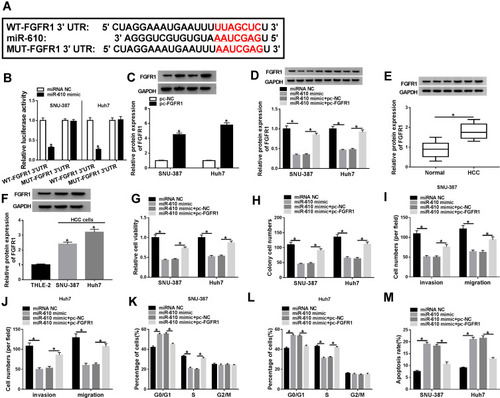 Figure 5 MiR-610 inhibited FGFR1 expression to block HCC malignant development in vitro. (A) The relationship and the binding site between miR-610 and FGFR1 were predicted by the bioinformatics tool Targetscan. (B) The interaction between miR-610 and FGFR1 was confirmed by dual-luciferase reporter assay. (C) The expression of FGFR1 in HCC tissues and normal tissues was detected by Western blot. (D) The expression of FGFR1 in HCC cells and normal cells was also measured by Western blot. (E) SNU-387 and Huh7 cells were transfected with pc-FGFR1 or pc-NC, and the transfection efficiency was detected according to FGFR1 expression using Western blot. In SNU-387 and Huh7 cells transfected with miR-610 mimic, miRNA NC, miR-610 mimic+pc-FGFR1 or miR-610 mimic+pc-NC, (F) the expression of FGFR1, (G) cell viability, (H) colony formation ability, (I and J) migration and invasion, (K and L) cell cycle distribution, and (M) cell apoptosis were examined by Western blot, CCK-8 assay, colony formation assay, transwell assay and flow cytometry assay, respectively. *P < 0.05.Abbreviations: WT, wild-type; MUT, mutant-type; NC, negative control; pc, pcDNA; FGFR1, fibroblast growth factor receptor 1.