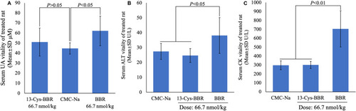 Figure 7 Liver and kidney toxicity of 13-Cys-BBR and BBR in vivo: (A) effect of 13-Cys-BBR and BBR on serum UA of health rats, n=3; (B) effect of 13-Cys-BBR and BBR on serum ALT of health rats, n=3; (C) effect of 13-Cys-BBR and BBR on serum CK of health rats, n=3.