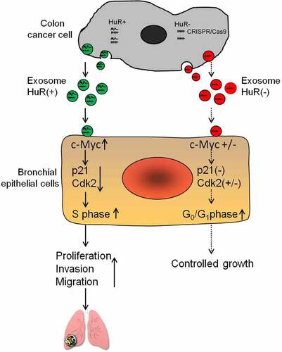 Figure 7. Schematic diagram showing that colon cancer cells can release exosomes that can be taken up by BEAS-2B cells. In BEAS-2B cells, these exosomes can stabilize c-Myc mRNA and influence the expression of p21. p21 expression, therefore, decreases in the cells and accelerates cell cycle progression. Eventually, exosomal HuR from colon cancer cells causes proliferation, migration and invasion of lung cells.