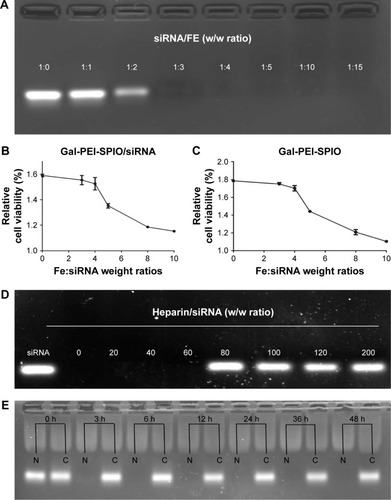 Figure 2 Agarose gel electrophoresis assay.Notes: (A) siRNA bands with Gal-PEI-SPIOs at various siRNA:Fe (w/w) ratio. (B, C) Cell viability. Hepa1–6 cells were treated with Gal-PEI-SPIOs or Gal-PEI-SPIOs/siRNA at various ratios. (D) Heparin decomplexation assay. (E) siRNA stability assay.Abbreviations: Gal-PEI-SPIO, galactose-polyethylenimine-superparamagnetic iron oxide; C, complexes; N, naked siRNA.