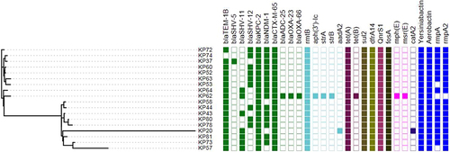 Figure 2 Phylogenetic analysis of 18 CRKP strains with blaNDM-1 and blaKPC-2 co-occurrence. Distribution of antibiotic resistance genes and virulence genes in CRKP isolates. The cells of different colors indicate the presence of different genes. Blue represents virulence gene; remaining each color represents a type of drug resistance gene, and the blank cells represent the deletion of genes.