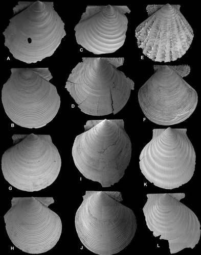 Figure 1.  Thin-shelled deep-sea Pectinoidea. (A,B) Propeamussium lucidum, Ø 5.0 and 4.7 mm, BIOICE#2701, off western Iceland, depth 1121 m (SMNH 55517). (C,D) Catillopecten eucymatus, (C) Ø 4.5 mm, BIOICE#2914, off western Iceland, depth 2005 m (SMNH 55526). (D) Ø 3.6 mm, BIOICE#2707, off southwestern Iceland, depth 1407 m (SMNH 55521). (E,F) Cyclopecten hoskynsi, Ø 6.0 and 5.5 mm, BIOICE#2268, off southwestern Iceland, depth 450 m (SMNH 55534). (G,H) Cyclopecten ambiannulatus, Ø 5.2 and 4.6 mm, BIOICE#2707, off southwestern Iceland, depth 1407 m (SMNH 55519). (I,J) Parvamussium propinquum, Ø 9.0 mm, BIOICE#2706, off southwestern Iceland, depth 1406 m (SMNH 55512). (K,L) Hyalopecten frigidus, Ø 9.0 and 10 mm, BIOICE#3214, NE of Iceland, 3000–3003 m (SMNH 59237).