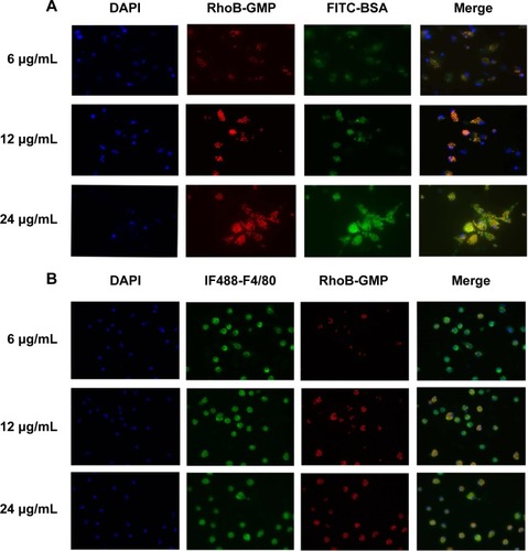 Figure 5 In vitro uptake of GMP-BSA.Notes: (A) Confocal images of cultured bone marrow-derived macrophage cells incubated with different concentrations of GMP-BSA (red/green). (B) Confocal images of cultured peritoneal exudate macrophages treated with different concentrations of GMP-BSA. The nuclei of the cells were stained with 4′,6-diamidino-2-phenylindole (DAPI; blue), and the membrane was stained with IF488-F4/80 surface antibody (green). The glucan shell of the GMP-BSA was labeled with rhodamine B (RhoB) (red).Abbreviations: FITC, fluorescein isothiocyanate; GMP-BSA, BSA-loaded glucan particles; BSA, bovine serum albumin; GMP, glucan particles.