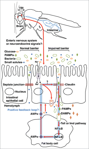 Figure 2. A model describing how TBI might increase intestinal permeability and cause death in flies. A detailed description of the model is presented in the text. “Claudin” refers to Claudin-like Drosophila proteins Kune-kune, Megatrachea, and SinuousCitation75 Red spots in the brain indicate injuries, and the associated double-headed arrow indicates movement of the brain due to impact of the head with a solid object. The foregut is not included in the diagram of the fly. AMPs are not only expressed by fat body cells but also by other cells, including intestinal epithelial cells. Question marks indicate events that are presumed to occur but the mechanisms for which are unknown. Major differences between the fly model and the human model (Fig. 1) are roles for glucose and DAMPs (rather than PAMPs) in the positive feedback loop that increases intestinal permeability following TBI.