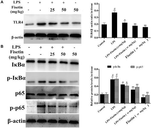 Figure 5 Effects of fisetin on TLR4 expression and NF-κB pathway activation in LPS-induced endometritis. (A) Protein expression of TLR4 in uterine tissues. (B) Proteins expression of IκBα and p65 in uterine tissues. β-actin served as an internal control. All data are represented as the mean ± S.E.M. of three independent experiments. Hash marks indicate P < 0.05 versus control group. Asterisks indicate P < 0.05 versus LPS group. Double asterisk indicate P < 0.01 compared with LPS group.