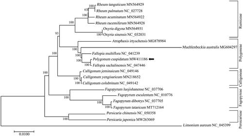 Figure 1. Phylogenetic relationships of the newly sequenced Polygonum cuspidatum and other representative species from the subfamily Polygonoideae based on complete chloroplast genomes. The tree was generated by MEGA 7.0 with maximum-likelihood (ML) method with models of K2P and G + I. The species of Limonium aureum from genus Limonium of family Plumbaginaceae served as the out-group. The newly determined chloroplast genome of P. cuspidatum is indicated with a black arrow. Numbers on the nodes are bootstrap values from 100 replicates. The GenBank accession numbers were listed following the species name.