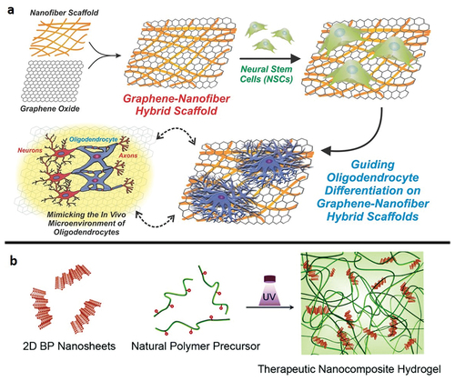 Figure 5. Scaffolds for tissue engineering applications can be constructed by the assembly of two-dimensional nanomaterials. a) Schematic diagram depicting the fabrication and application of graphene-nanofiber hybrid scaffolds. Polymeric nanofibers (composed of polycaprolactone) generated using electrospinning were subsequently coated with GO and seeded with NSCs. NSCs cultured on the graphene-nanofiber hybrid scaffolds show enhanced differentiation into oligodendrocyte lineage cells. Reproduced with permission [Citation176] 2014, Wiley-VCH. b) Schematic illustration of the preparation of the therapeutic hydrogel from a GelMA prepolymer and BP nanosheets. Reproduced with permission [Citation178] 2019, Royal Society of chemistry.