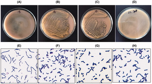 Figure 1. Four Lactobacillus isolates. Colony morphology: Lactobacillus sakei, No. 1 (A); Lactobacillus plantarum, No. 2 (B); Lactobaeillus rhamnosus, No. 3 (C); Lactobacillus brevis, No. 4 (D). Gram staining: Lactobacillus sakei, No. 1 (E); Lactobacillus plantarum, No. 2 (F); Lactobaeillus rhamnosus, No. 3 (G); Lactobacillus brevis, No. 4 (H).