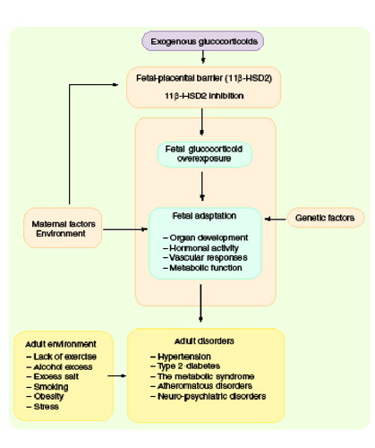 Figure 1. Glucocorticoid hormone programming in early-life and its impact on adult health.Fetal glucocorticoid overexposure (exogenous administration of glucocorticoids or inhibition of feto-placental 11b-HSD2 activity), in combination with genetic factors, will influence the development of many organ systems, and program tissue responses in the developing offspring, leading to adult disorders.