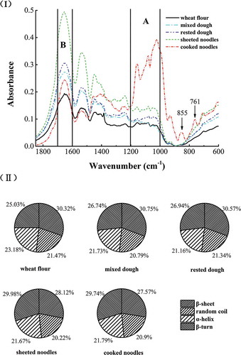 Figure 4. The change in the wheat proteins secondary structures in the fresh noodle processing. (I) FT-IR spectrum of wheat proteins in different fresh noodles processing shown in the range 400–1800 cm–1 after baseline correction. (II) Proportions of the secondary structures of wheat proteins in the fresh noodles processing. Values on the pie chart means the percentage of each secondary structure.