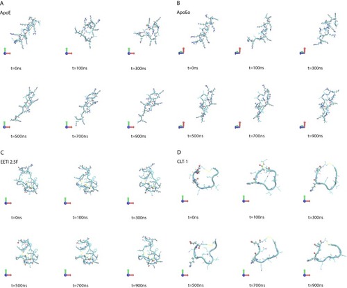 Figure 1 Simulation snapshots, taken at selected times, of (A) ApoE, (B) ApoEo, (C) EETI 2.5F, (D) CLT-1, (E) ang2, (F) RVG29, (G) TGN, (H) CooP, (I) tLyp1 and (J) RiGD of the MD trajectories.Notes: The peptide backbone is shown as a cyan ribbon. Charged residues (Arg, Lys, Glu, Asp) are represented by CPK model. The black dashed lines show hydrogen bonds. Color codes for the selected residues: carbon, cyan; hydrogen, white; nitrogen, blue; oxygen, red; sulfur, yellow. Movies of the peptide trajectories are available as supplementary data.