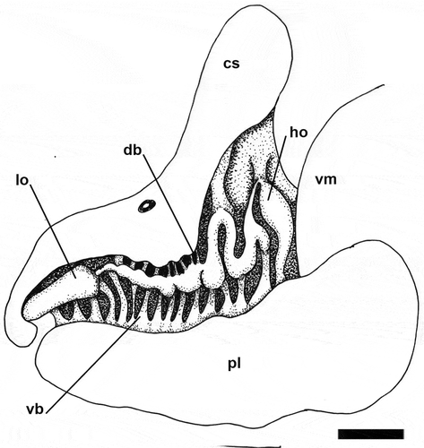 Figure 6. Papawera maugeansis (Burn, Citation1966a). Detail of left lateral Hancock’s organ, dorsal branches partially covered by cephalic shield (ZMBN 125458, H = 8 mm). Abbreviations: cs, cephalic shield. db, dorsal branch. ho, Hancock’s organ. lo, labial organ. pl, parapodial lobe. vb, ventral branch. vm, visceral mass. Scale bar = 0.3 mm