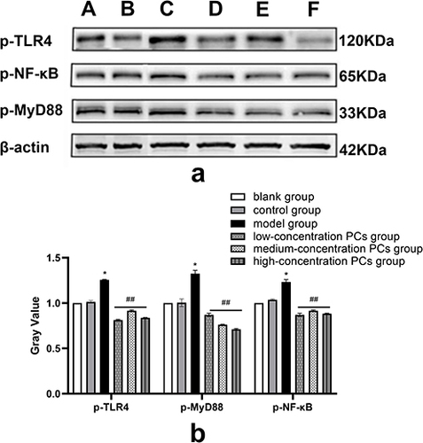 Figure 5 WB analysis of p-TLR4, p-MyD88 and p-NF-κB expression in different groups. (a) Expression of p-TLR4, p-MyD88 and p-NF-κB in each group; (b) Quantitative analysis of TLR4, MyD88 and NF-κB in each group. A: blank group, B: control group, C: model group, D: low-concentration PCs group, E: medium-concentration PCs group, F: high-concentration PCs group.
