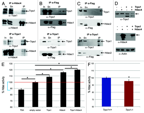 Figure 4. Trps1 interacts with Hdac1 and Hdac4 and increases their activity. (A) Immunoprecipitation with an α-Hdac4 or α-Trps1 antibody followed by western blot analysis demonstrates an interaction of the endogenous proteins in ATDC5 cells. (B and C) Overexpression of Trps1 and Flag-tagged Hdac1 (B) or Hdac2 (C) in HEK293 EBNA cells, followed by immunoprecipitation with an α-Flag οr α-Trps1 antibody identifies an interaction of Trps1 with Hdac1, but not Hdac2. (In, input; Sn, supernatant; IP, immunopreciptiation). (D and E) Trps1 and Hdac4 were overexpressed in HEK293 EBNA cells and Hdac activity was analyzed using a fluorometric assay. (D) Western blot analysis confirms overexpression of both proteins. (E) Overexpression of Trps1 and Hdac4 increases Hdac activity by 9% and 15%, respectively, compared with an empty vector. Co-transfection of Hdac4 and Trps1 augments Hdac activity by 20%. TSA treatment reduced Hdac activity to 88%, representing loss of all class 1 and class 2 Hdac activity in the protein extracts (blue brackets); (n =3; p* < 0.05). (F) Analysis of Hdac activity in protein extracts of E16.5 limbs revealed reduced Hdac activity in Trps1-/- mutants compared with wild-type mice in vivo (n =4; p* < 0.03). (G) Primary chondrocytes were treated with TSA to block Hdac activity, and cell cycle distribution was measured by flow cytometry. TSA treatment decreases the numbers of cells in S- and increases the proportion of cells in G2/M-phase (n =3; p*S-phase < 0.004, p*G2/M-phase = 0.035).