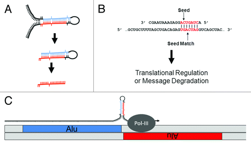 Figure 1. MiR biology and origins. (A) MiR generation. MiRs can occur inter- or intragenically and be transcribed by either RNA Polymerase II or III.Citation24 Following transcription, the “pre-miR” hairpin (middle) is excised from the initial transcript (or pri-miR) (top) by Drosha. Once in the cytoplasm, the hairpin or stem loop is cleaved and denatured by Dicer to excise the ~20 nt mature miR (bottom). (B) MiR seeds. A seed match between a miR (top) and target mRNA (bottom) is illustrated. The nucleotides in a miR generally referred to as a “seed” (nts 2 through 8) and a “seed match” in a mRNA are depicted in red. Basepairing is indicated by vertical lines. (C) Cartoon depicting the molecular origin of many miR loci. MiRs were initially formed by the neighboring insertions of related TEs. A pri-miR is depicted just above the genome with an arrow indicating readthrough Pol-III transcription from a (+) strand Alu SINE into a neighboring (-) strand Alu. As illustrated, transcriptional readthrough would generate a RNA stem loop whose stems (loaded into the RISC machinery if processed) would correspond to the terminal nucleotides of the neighboring Alus. Figure adapted from.Citation23