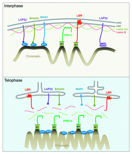 Figure 1. Top: Interphase diagram showing known chromatin-nuclear envelope tethering mechanisms, along with the role proposed for PRR14. Model depicts PRR14 as a non-membrane protein, tethering between Lamin A/C and heterochromatin-bound HP1. Bottom: Telophase model depicting a role for PRR14 in specifying heterochromatin destined for reassembly at the nuclear lamina at mitotic exit. Telophase model is based on the dynamic behavior of tagged PRR14.