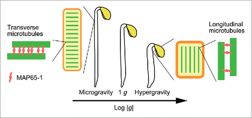 Figure 1. The summary of the results obtained by space and hypergravity experiments. The body shape varied in proportion to the logarithm of magnitude of gravity in the range from microgravity to hypergravity. The body shape of plants was changed by regulating the orientation of cortical microtubules via changes in the levels of MAP65-1.