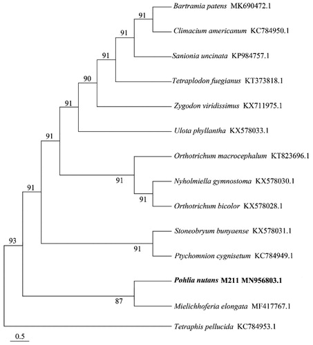Figure 1. Phylogenetic tree based on 14 complete mitochondrial genomes.