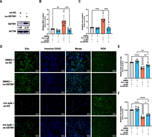 Figure 11 Celastrol mediated ferroptosis and inhibited proliferation through GSTM1 in HCC cells. HepG2 cells overexpressing GSTM1 were treated with celastrol (4 μM) for 24 h. (A) The Overexpression of GSTM1 in HCC cells. Ferroptosis was indicated by (B) MDA and (C) iron content in cell lysates, and Intracellular ROS level. Cell proliferation was displayed by (D) Cell viability and (E and F) EDU assay. One-way ANOVA analysis was used to compare the differences among groups. All data are representative of five independent experiments, and the values are expressed as the mean ± SD. Scale bars, 100 μm. *p < 0.05, **p < 0.01, ***p < 0.001, ****p<0.0001.