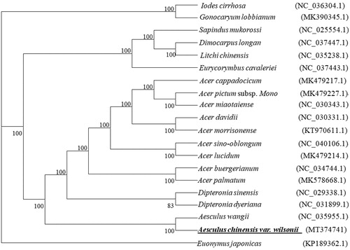 Figure 1. Unrooted maximum likelihood phylogeny of 20 species within Sapindales based on analysis of complete cp genomes. The position of A. chinensis var. wilsonii is shown in bold and underlined and maximum likelihood bootstrap support is shown above branches.