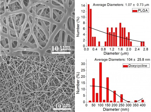 Figure 3 SEM images and fiber diameter distribution of electrospun (A) pure PLGA nanofibers and (B) doxycycline-loaded PLGA nanofibers.