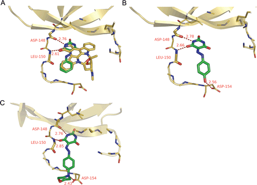Figure 3.  Docking results of compounds (A) 1, (B) 9, and (C) 13 against RSK2 NTD. The protein model and Staurosporine are colored in golden, and the docked inhibitors are colored in green. The hydrogen bonds interactions between RSK2 NTD and inhibitors are shown with red dashed lines.