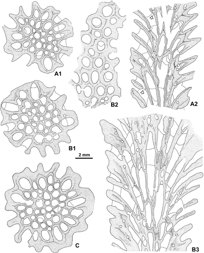 Figure 17. Thamnopora sp. Sections showing the structure of the corallum. A1–A2. Respectively transverse and longitudinal sections, note on A2 (arrows) the location of detailed Figures 20D and 21 (top) and 20B2 (bottom). LPB 19366, thin sections Bb 1132 and Bb 1133. B1–B3. Transverse, tangential and longitudinal sections. LPB 19373, acetate peels. C. Transverse section. LPB 19374, acetate peel.