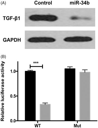 Figure 6. TGF-β1 was a direct target of miR-34b. (A) Protein level of TGF-β1 and GAPDH was detected by Western blot in C33a cells transfected with miR-34b/ctrl. (B) C33a cells were co-transfected with miR-34a and WT or Mut 3’-UTR luciferase reporter construct. ***P < .001 compared with the control group.