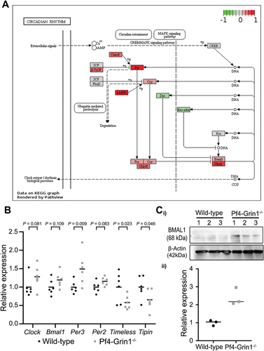 Figure 6. Megakaryocyte-directed deletion of Grin1 disrupts clock gene expression in mouse megakaryocytes. (A) scatterplot showing relative transcript levels of select clock genes detected using clariom S pico microarray in Pf4-Grin1–/– megakaryocytes calculated relative to the mean of wild-type megakaryocytes (n = 6 for each). Statistical enrichment was determined by ANOVA with post-hoc analysis using an empirical Bayes model.Citation27 (B) schematics showing transcriptional changes affecting the circadian rhythm pathway (mmu04070) in Pf4-Grin1–/– megakaryocytes relative to wild-type megakaryocytes mapped using the R package pathview. Upregulated molecules are shown in red, downregulated in green, and genes not mapped from our dataset are in gray. Gene abbreviations: AMPK, Prkab1 (protein kinase AMP-activated non-catalytic subunit beta 1), Prkab2 (protein kinase AMP-activated non-catalytic subunit beta 2), Prkag1 (protein kinase AMP-activated non-catalytic subunit gamma 1), Prkag2 (protein kinase AMP-activated non-catalytic subunit gamma 2), Prkag3 (protein kinase AMP-activated non-catalytic subunit gamma 3), Prkaa1 (protein kinase AMP-activated catalytic subunit alpha 1), and Prkaa2 (protein kinase AMP-activated catalytic subunit alpha 2); Bmal1, Arntl (aryl hydrocarbon receptor nuclear translocator-like protein 1); Ck1ε/δ, Csnk1e (casein kinase 1 epsilon), and Csnk1d (casein kinase 1 delta); clock, clock (clock circadian regulator) & Npas2 (neuronal PAS domain protein 2); CREB, Creb1 (cAMP responsive element binding protein 1); Cry, Cry1 (cryptochrome circadian regulator 1) and Cry2 (cryptochrome circadian regulator 2); Dec, Bhlhe40 (basic helix-loop-helix family member E40), and Bhlhe41 (basic helix-loop-helix family member E41); Fbxl3, Fbxl3 (F-box and leucine rich repeat protein 3z); rev-erbα , Nr1d1 (nuclear receptor subfamily 1 group D member 1); Per, Per1 (period circadian regulator 1), Per2 (period circadian regulator 2), and Per3 (period circadian regulator 3); Ror, Rora (RAR-related orphan receptor (a), Rorb (RAR-related orphan receptor (b), Rorc (RAR-related orphan receptor (c); SCF, Skp1a (S-phase kinase-associated protein 1), Cul1 (Cullin 1), and Rbx1 (RING-box protein 1); β-TrCP, Btrc (beta-transducin repeat containing E3 ubiquitin protein ligase), and Fbxw11 (F-box and WD repeat domain containing 11). (C) BMAL1 protein levels (mean ± SEM) as measured by western blotting in Pf4-Grin1–/– megakaryocytes compared to wild type (n = 3). Statistically significant differences in BMAL1 protein levels between WT and Pf4-Grin1–/– megakaryocytes (p < .05) were examined by unpaired t-test.