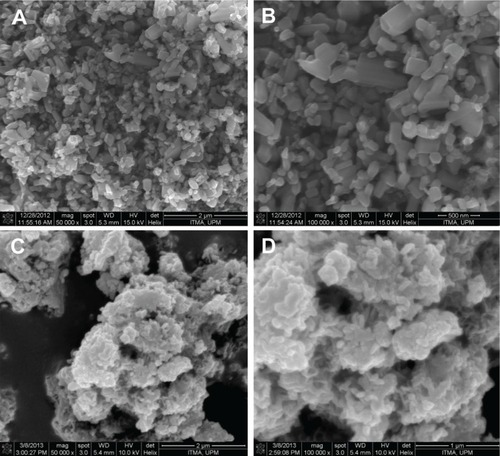 Figure 7 Field emission scanning electron micrograph of ZnO (at 50,000× [A] and 100,000× [B]) and protocatechuic acid nanocomposite (at 50,000× [C] and 100,000× [D]).