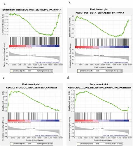 Figure 7. Signaling pathways analysis. (a, b) WNT signaling pathway and TGF-beta signaling pathway in high risk level group. (c, d) cytosolic DNA-Sensing cGAS-STING signaling pathway and RIG-I-like receptors signaling pathway in low risk level group