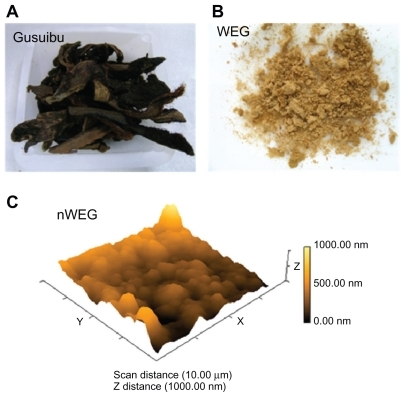 Figure 1 Preparation of the water extract of Gusuibu (WEG) and nanoparticles of the WEG (nWEG). Dry pieces of Gusuibu (A), Drynaria fortunei, were ground into a fine powder. WEG (B) and nWEG were prepared as described in Materials and Methods. The distribution of nWEG particles was analyzed using an atomic force microscope (C).