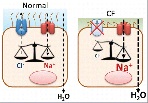 Figure 1. Imbalance of CFTR and ENaC in cystic fibrosis. In wt cells, CFTR is active at the PM where it secretes Cl− and regulates ENaC-mediated Na+ absorption. In CF cells, there is no functional CFTR leading to an increased Na+ absorption due to ENaC hyperactivity. These changes result in increased water uptake from the extracellular medium (resulting in the CF-characteristic viscous mucus).