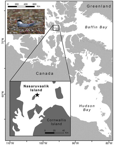 Figure 1. Location of the Nasaruvaalik Island study site in the Canadian High Arctic.