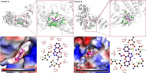 Figure 7. Molecular docking results of compounds 4s (left) and 4z (right) with CDK1 protein.