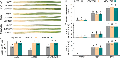 Figure 4. XopZ and ORP1C cooperate to regulate the virulence of PXO99 strain on Nipponbare not through the host PTI pathway. (a) Pathogenic phenotypes of xopZ-related strains on different rice leaves photographed at 14 dpi. (b) Length measurements of blight lesion at 14 dpi. Each bar represents the mean and SD of 10 rice leaves. These experiments were repeated three times with similar results obtained. (c) Measurement of ROS bursts in rice leaves after treatment with different elicitors. (d) Expression analyses of PAL1 and PBZ1 gene in different rice leaves after treatment with different elicitors. The average expression levels of PAL1 and PBZ1 genes in Nipponbare WT leaves treated with control water solution are defined as “1”. In (c) and (d), each bar represents the mean and SD of three biological replicates, five independent experiments were repeated with similar results obtained. In (b) to (d), different letters indicate significant differences based on Duncan’s multiple range analysis (P < 0.05).