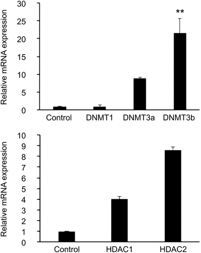 Figure 3. Expression levels of the epigenetic markers (a) DNMTs and (b) HDACs in T2D-HUVECs (n = 3) and Control-HUVECs (n = 6), were measured using Qrt-PCR. Gene expression was normalized to the mRNA level of the housekeeping gene β-actin in each sample. Results are expressed as the mean ± SEM. **P < 0.01 versus controls.