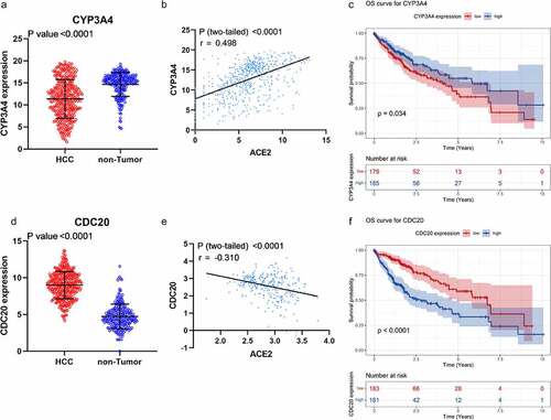 Figure 8. Expression, correlation, and survival analysis of CYP3A4 and CDC20 expression. Panel a: the jitter plot of CYP3A4 expression. Panel b: correlation analysis of CYP3A4 and ACE2 expression. Panel c: overall survival curve of CYP3A4 expression in hepatocellular carcinoma (HCC). Panel d: the jitter plot of CDC20 expression. Panel e: correlation analysis of CDC20 and ACE2 expression. Panel f: overall survival curve of CDC20 in HCC