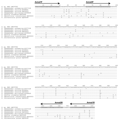 Figure 1  Alignment of Plasmodium cytochrome b nucleotide sequences used for nested Avmal primer design. Species names are followed by GenBank accession numbers. Dots indicate nucleotide identity with red-billed gull isolate RBG1, and primer-binding sites are shaded in grey.