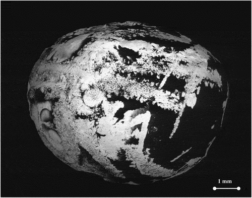 Fig. 2. SEM BSE image of arc-melted sample F. Uranium-rich and Zr-rich phases are brighter in the image. Different phases are immiscible at the solid state but become fully mixed when the sample is heated and liquified. Electron acceleration voltage: 20 kV.