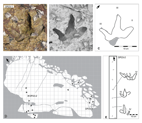 FIGURE 37. Wintonopus latomorum Thulborn and Wade, Citation1984, from the Yanijarri–Lurujarri section of the Dampier Peninsula, Western Australia. Pedal impression, UQL-DP23-1, preserved in situ as A, photograph; B, ambient occlusion image; and C, schematic interpretation. D, the schematic map of the UQL-DP23 platform containing multiple tracks. E, the UQL-DP23-2 trackway as a schematic map. See Figure 19 for legend.
