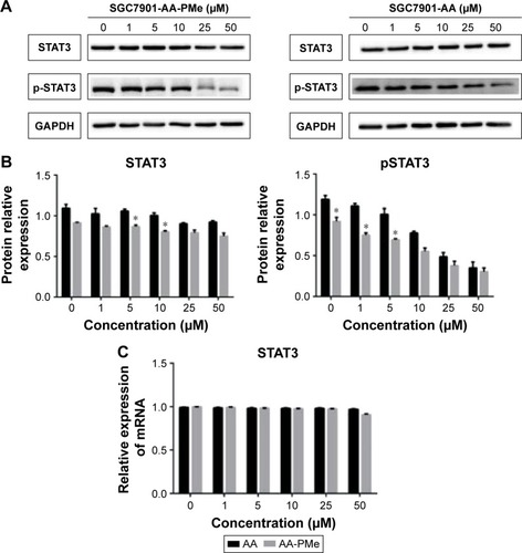 Figure 2 Comparison of STAT3 expression and activation in AA-PMe- and AA-treated SGC7901 cells.