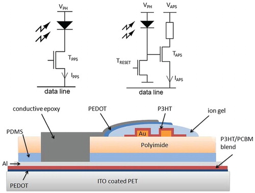 Figure 1. (a) PPS pixel and (b) two transistors APS layouts and (c) schematic illustration of the all-organic transistor and photosensor combination in APS architecture (only Taps is depicted).