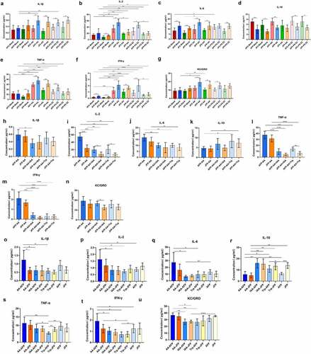 Figure 8. Effects of different metabolites on peripheral blood mononuclear cells (PBMCs) and the intestinal structure of the mice. Histogram of cytokine concentrations in the supernatant of cell culture when arachidonic acid and prostaglandin E2 were added to PBMCs from the adult female treated with plasmid group and the control group, and juvenile female treated with plasmid group and the control group (a-g). Histogram of cytokine concentrations in the supernatant of cell culture when indole-3-acetic acid and tryptophan were added to the PBMCs of adult female and juvenile female mice on the basis of arachidonic acid stimulation (h-n). Histogram of cytokine concentrations in the serum of adult female and juvenile female with inflammation fed arachidonic acid, indole-3-acetic acid, and tryptophan, respectively, for one week (o-u).