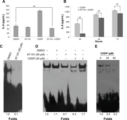 Figure 4 AT-101 alone or combined with CDDP (sequential application) inhibited IL-6/STAT3 signaling activation.Notes: (A) IL-6 protein levels in different groups; (B) excretion of IL-6 in sequential treatment group over time; (C) STAT3 binding to DNA using the nuclear extracts from A549 cells; (D) STAT3–DNA binding of the nuclear extracts from A549 cells was abrogated by combination treatment of AT-101 and CDDP; and (E) addition of CDDP to the EMSA reaction in a concentration-dependent manner reduced the STAT3–DNA binding of nuclear extracts from A549 cells treated with 6 hours of AT-101 treatment. **P<0.01.Abbreviations: CDDP, cisplatin; DMSO, dimethyl sulfoxide; EMSA, electrophoretic mobility shift assay; IL, interleukin; STAT3, signal transducer and activator of transcription-3.